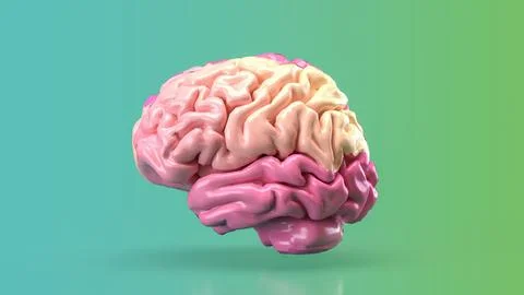 The pink brain for eduction or creative concept 3d rendering. Stock Photos