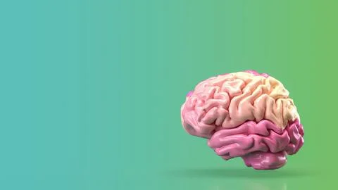 The pink brain for eduction or creative concept 3d rendering. Stock Photos
