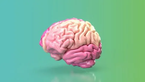 The pink brain for eduction or creative concept 3d rendering. Stock Photos