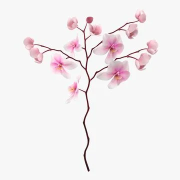 Pink Branch Orchid Flowers 3D Model
