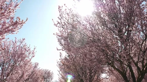 Pink branches of cherry blossoms on a background of blue sky and sunlight. Stock Footage 330870597