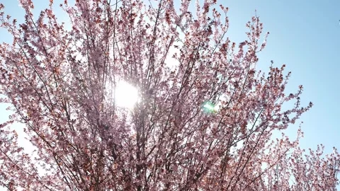 Pink branches of cherry blossoms on a background of blue sky and sunlight. Stock Footage 331696878