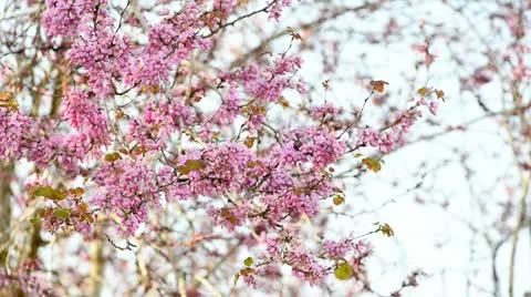 Pink branches Stock Footage 21872409