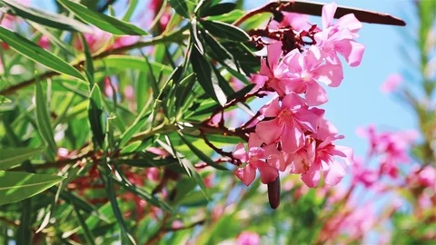 Pink bright flower shaking on the wind Stock Footage 79871899