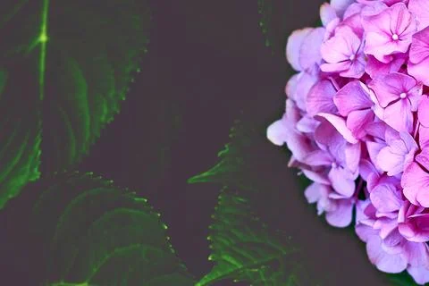 Pink bright Hydrangea macrophylla on dark saturated greenery Stock Photos