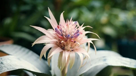 Pink Bromeliad Flower Stock Footage 114031169