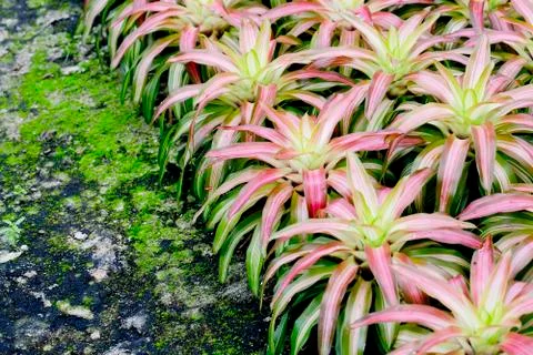 Pink Bromeliads Stock Photos