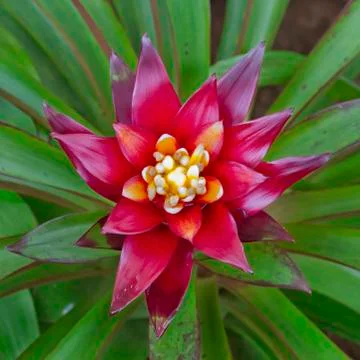 Pink Bromeliads Stock Photos