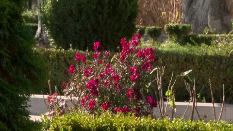 Pink brush Video stock 325609267