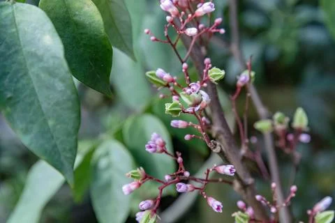 Pink bud clusters on stem with large green leaves Stock Photos