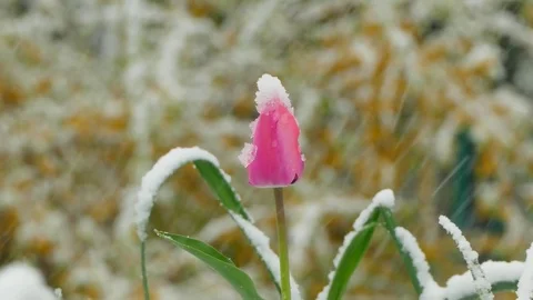 Pink bud covered with snow Stock-Footage 85290984