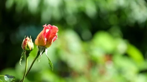 Pink bud of a garden rose on a blurry green background Stock Footage 91145341