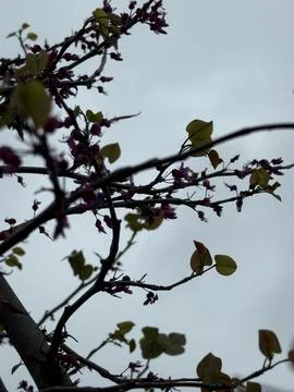 Pink Budding Branches Against Soft Gray Cloudy Sky Stock Photos