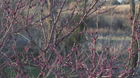 Pink Budding Tree at Dusk Stock Footage 242828299