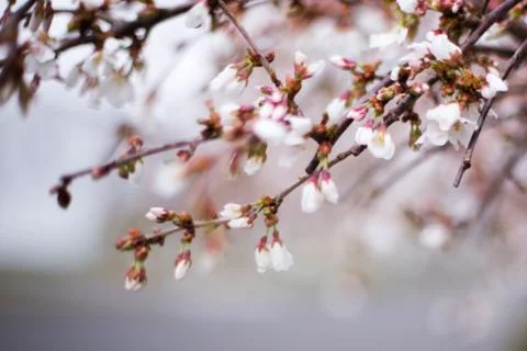 Pink buds on tree branch Stock Photos
