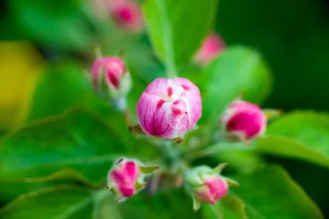 Pink buds of unopened apple tree flowers on a branch on a sunny day against a Foto stock