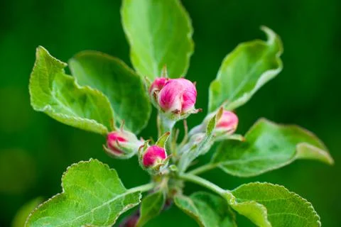 Pink buds of unopened apple tree flowers on a branch on a sunny day against a Stock Photos