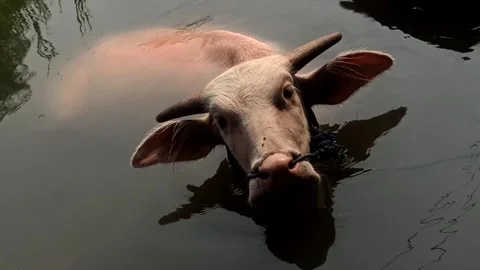 Pink buffalo bathing Stock Footage 251416779