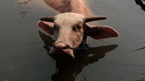 Pink buffalo bathing Stock Footage 251416780