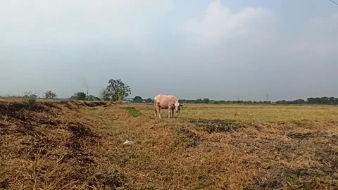 Pink buffalo bathing Stock Footage 251416877