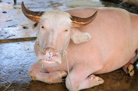 Pink buffalo in stable. Stock Photos