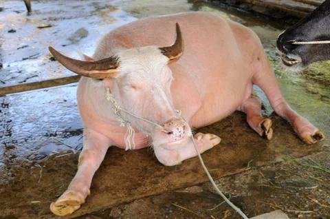 Pink buffalo in stable. 库存照片