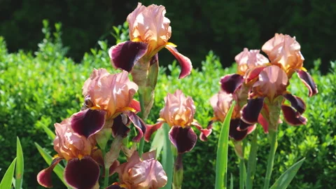 Pink-burgundy iris flowers in the rays of backlight in a summer garden. Stock Footage 313374980