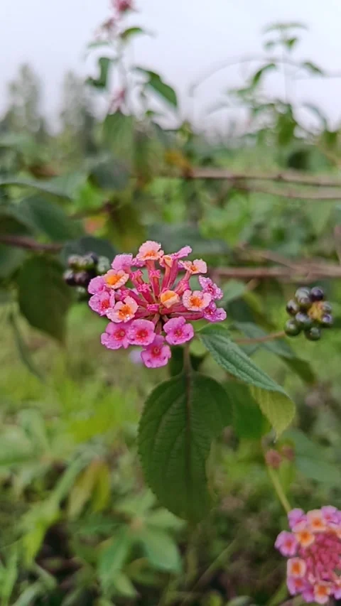 Pink bush flower Video stock 245529464