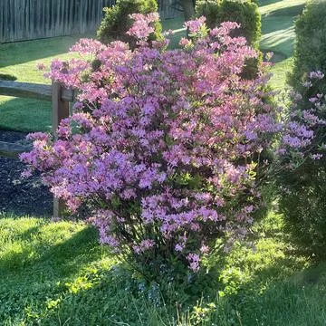 Pink Bush 库存照片