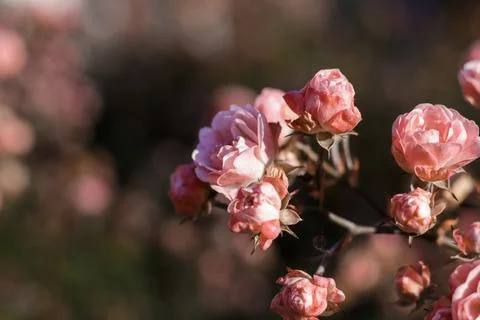 Pink bush rose Stock Photos
