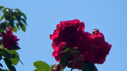 Pink Bush on sky background Stock Footage 96051298