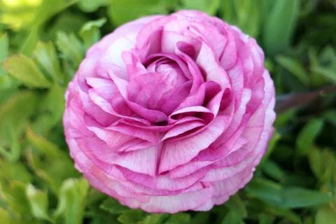 Pink buttercup Stock Photos