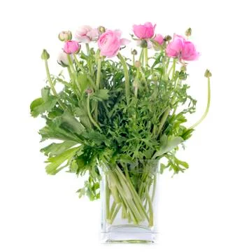 Pink buttercups Stock Photos