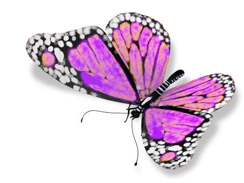 Pink butterfly Stock Illustration