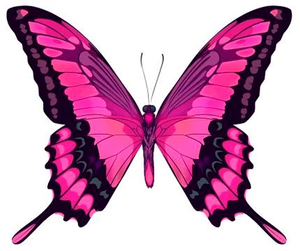 Pink Butterfly Stock Illustration