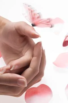 The pink butterfly Stock Photos