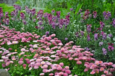 Pink button flowers Stock Photos