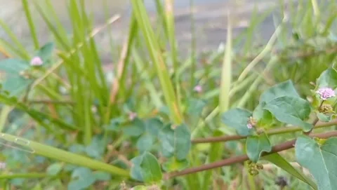 Pink button grass plant small round flowers. Stock Footage 331703449