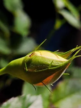 A pink button with a leafhopper on it Stock Photos