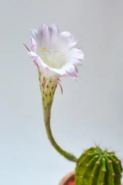 Pink cactus bloom 스톡 사진