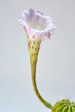 Pink cactus bloom 스톡 사진