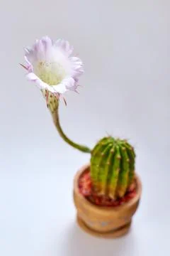 Pink cactus bloom Foto stock