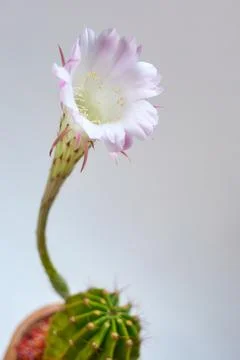 Pink cactus bloom 스톡 사진