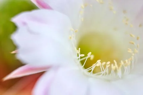 Pink cactus bloom Foto stock