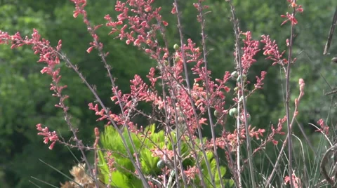 Pink Cactus Flower Stock Footage 39328454