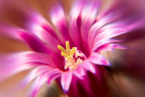 Pink Cactus flower Stock Photos