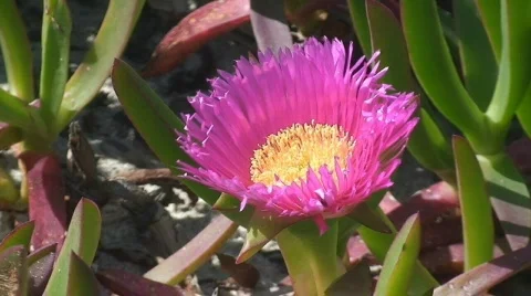 Pink cactus flowers  Stock Footage 117849