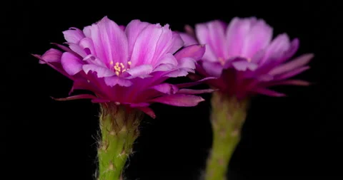 Pink Cactus Flowers Timelapse of Blooming Stock Footage 146178089