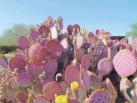 Pink Cactus Stock Photos
