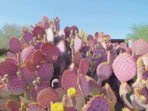Pink Cactus Stock Photos
